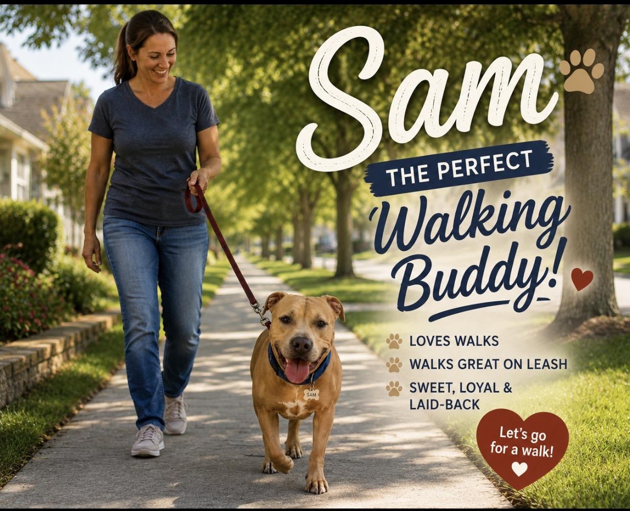 Enlarge Sam, a Adopted mixed breed in CUMMING, GA image 3/5