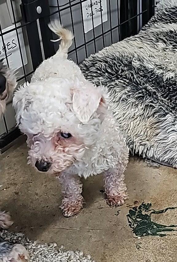 Poppy, Adopted, Young Female Poodle & Bichon Frise.