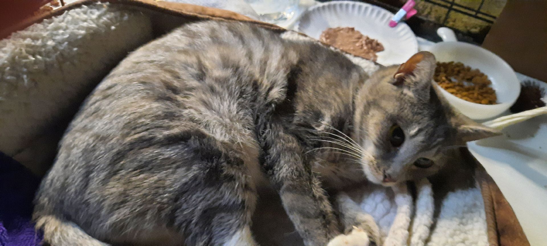 Enlarge Snuggles, an adopted Domestic Short Hair in Belvidere, NJ image 2/2