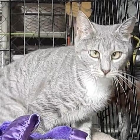 Snuggles, adopted, Young Female Domestic Short Hair.
