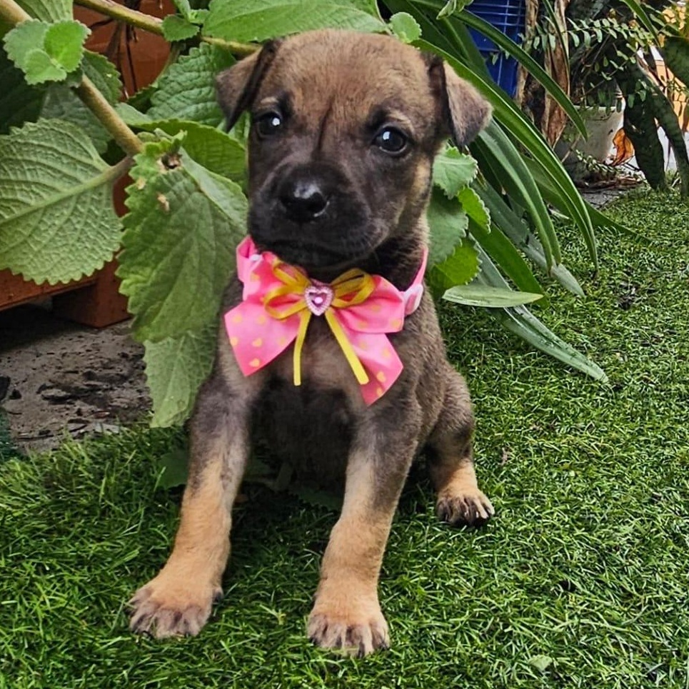 Dee Lite "the Hug thumbnail 2