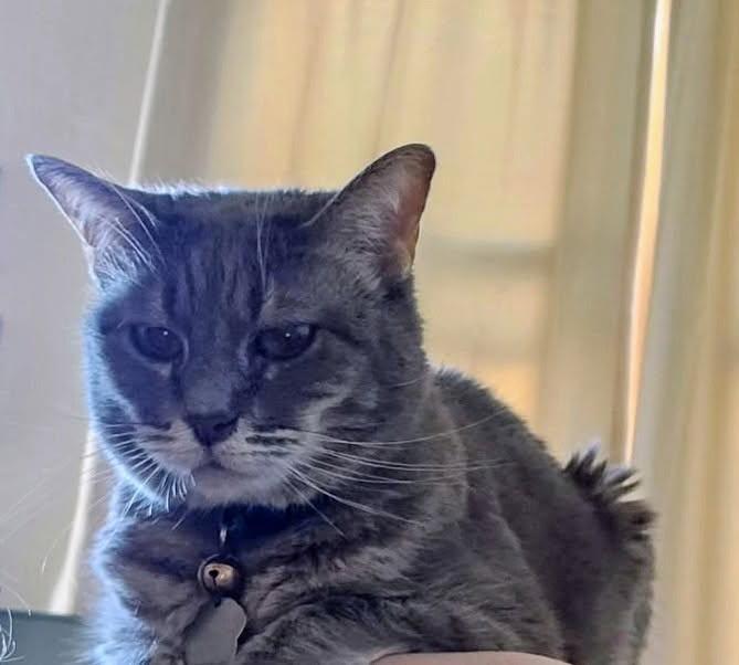 Lexi, adopted, Adult Female Domestic Short Hair.