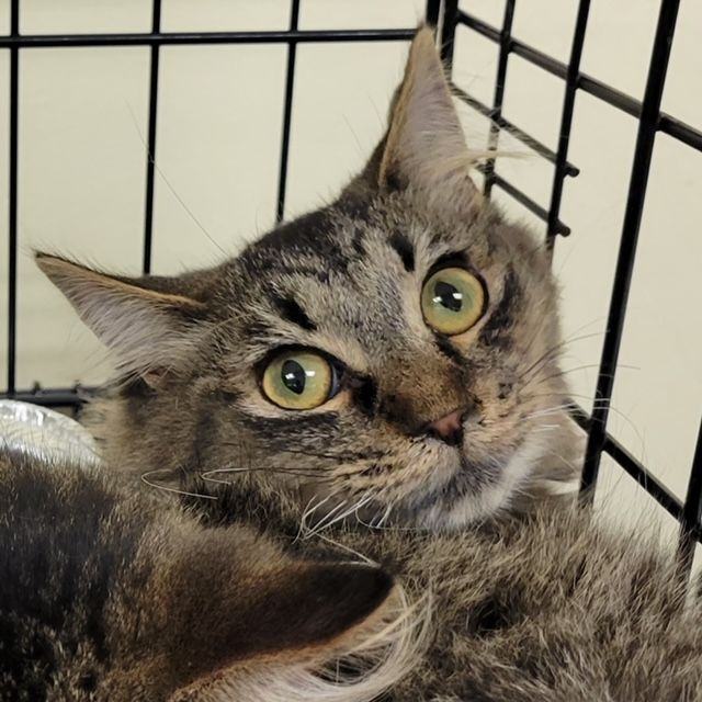 Cat for adoption Lane, a Domestic Long Hair & Maine Coon Mix in Lake