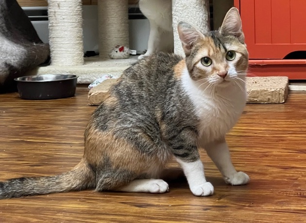 Enlarge May, a Adoptable Domestic Short Hair in Saranac Lake, NY image 2/3