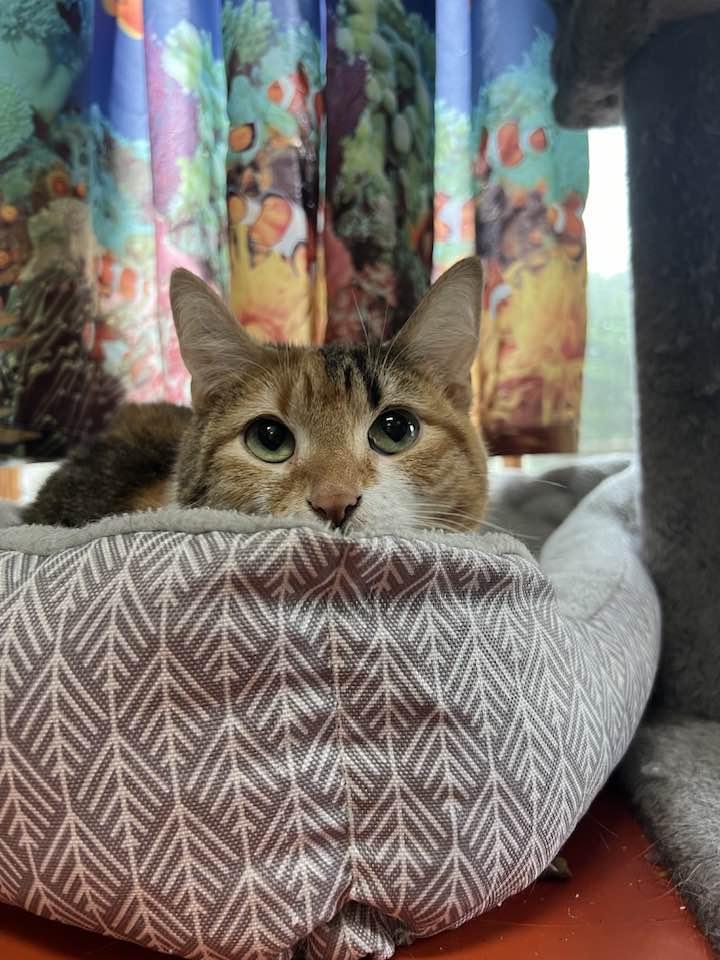 May, Adoptable, Adult Female Domestic Short Hair.