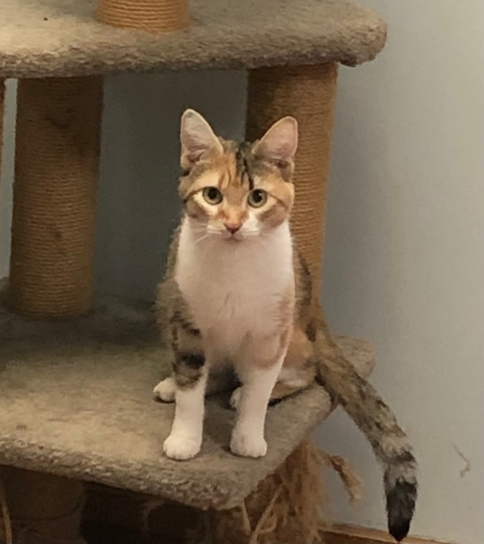 Enlarge May, a Adoptable Domestic Short Hair in Saranac Lake, NY image 3/3