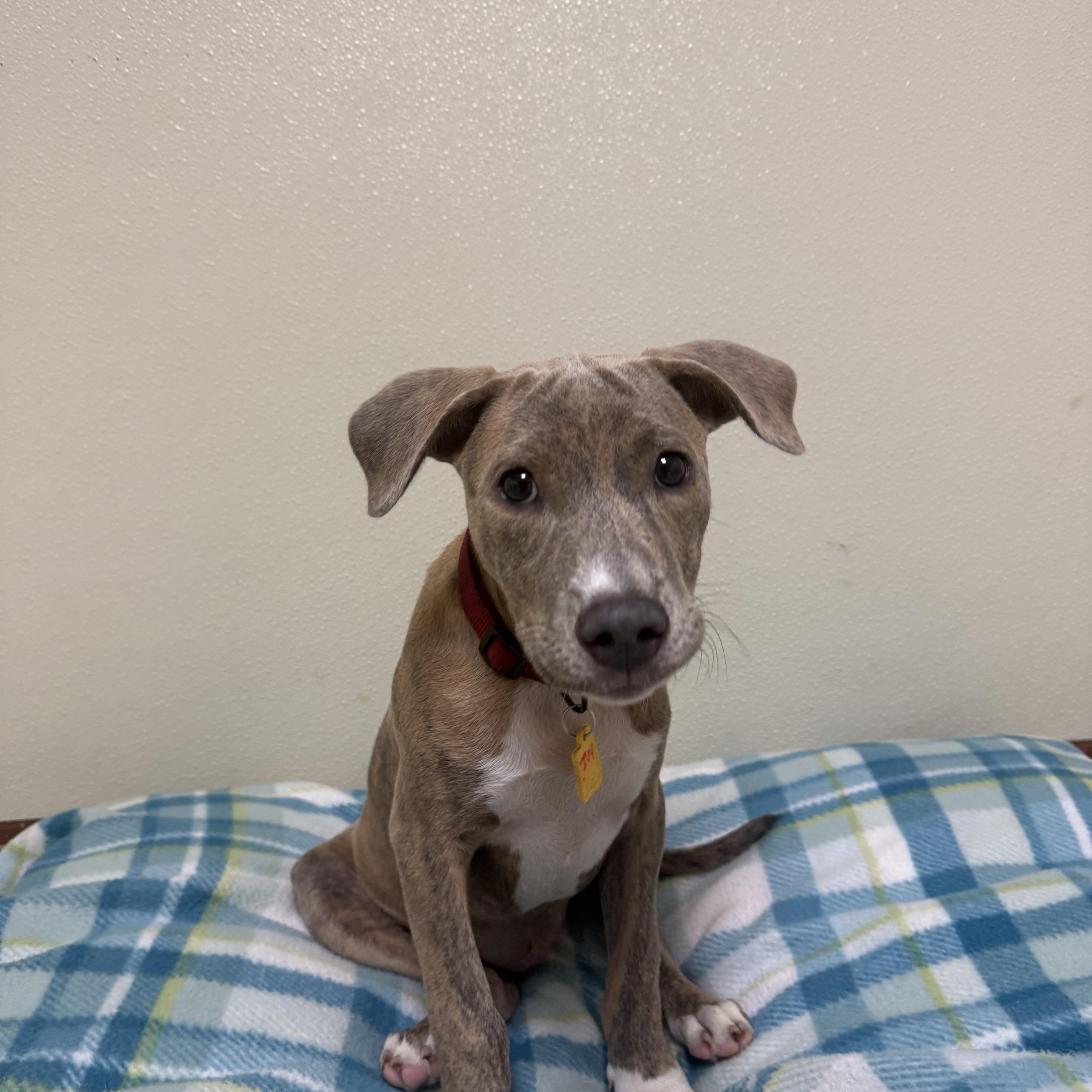 Ivy Hope, a ADOPTABLE mixed breed in Douglas, MA image 5/6