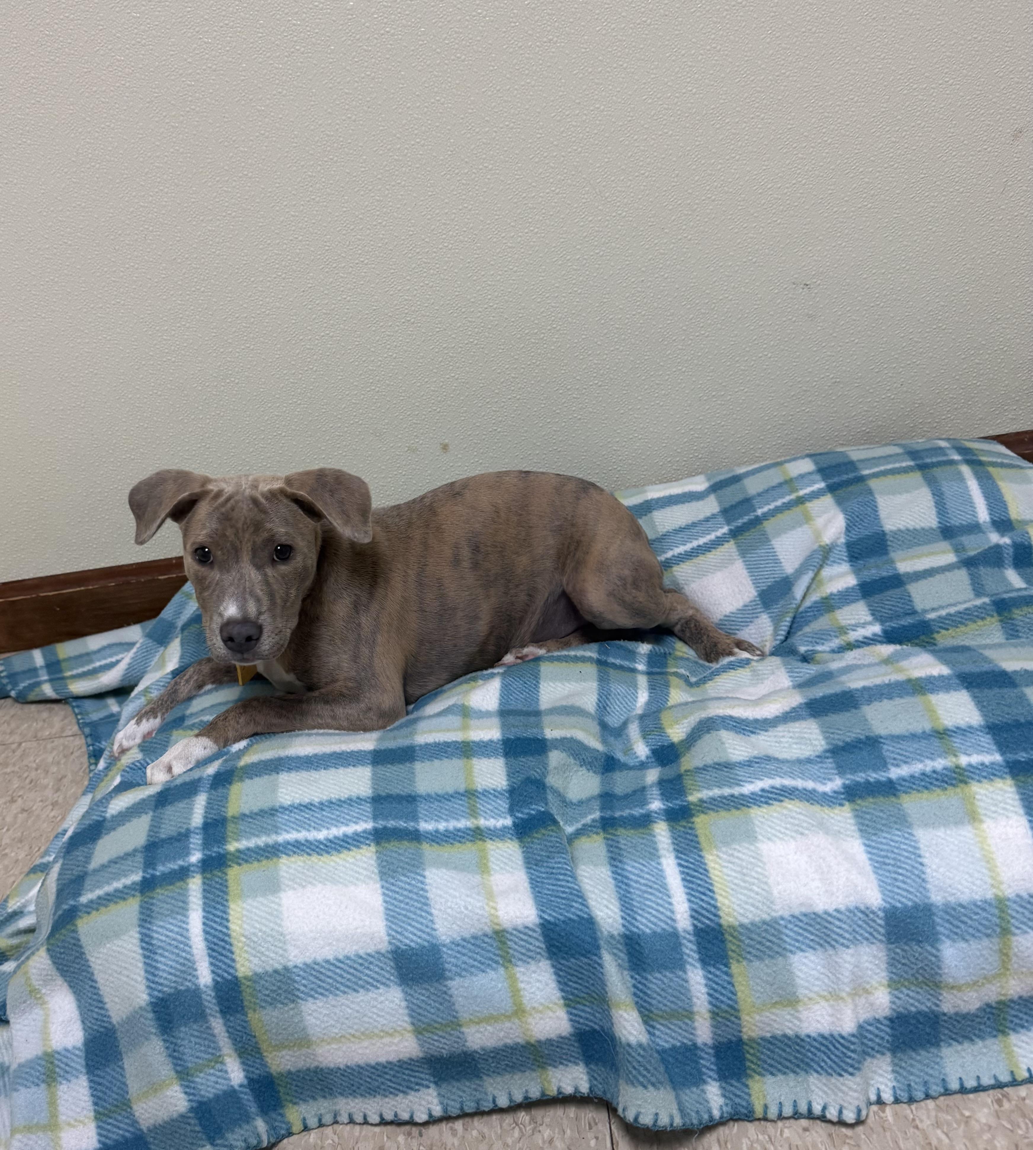 Ivy Hope, a ADOPTABLE mixed breed in Douglas, MA image 4/6