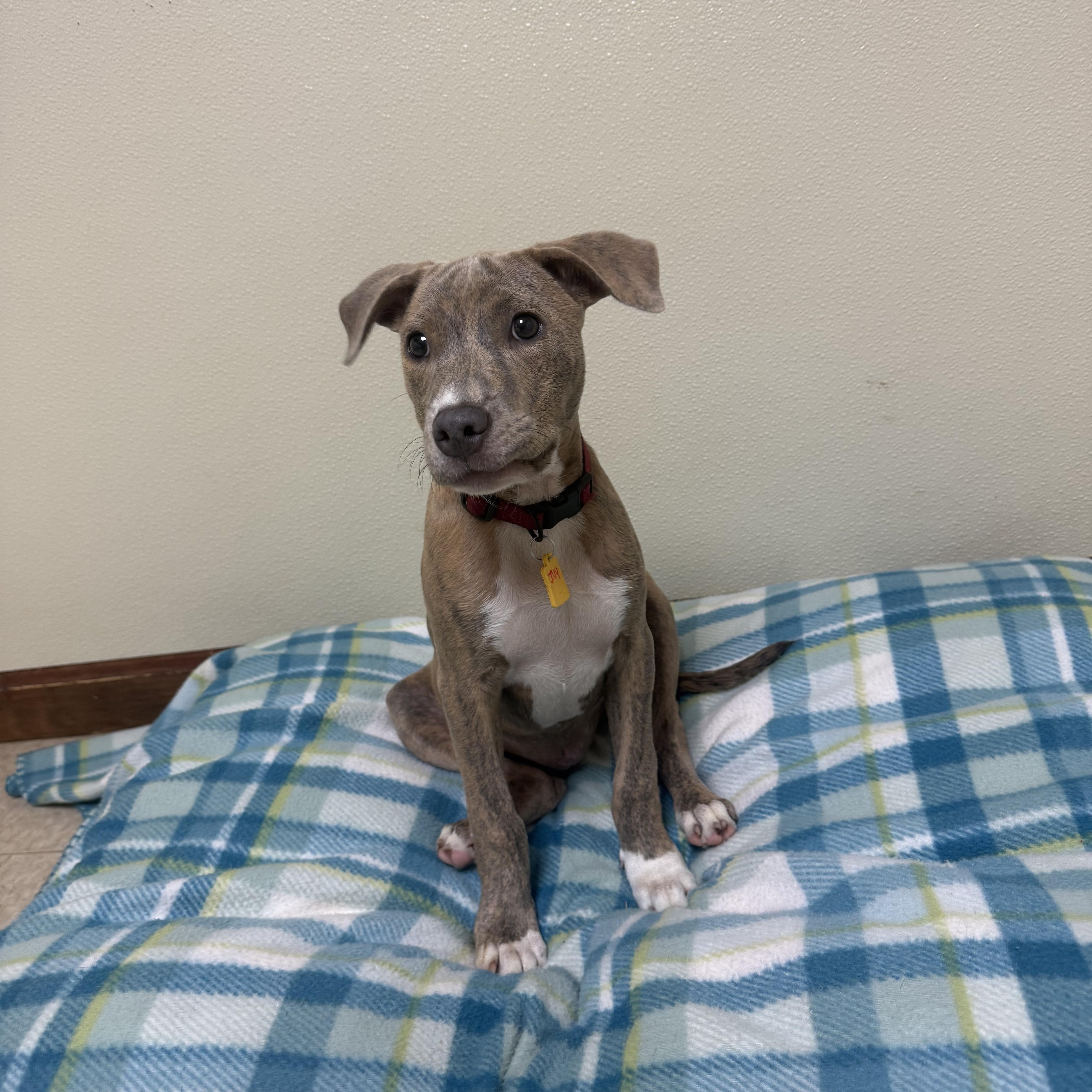 Ivy Hope, a ADOPTABLE mixed breed in Douglas, MA image 6/6