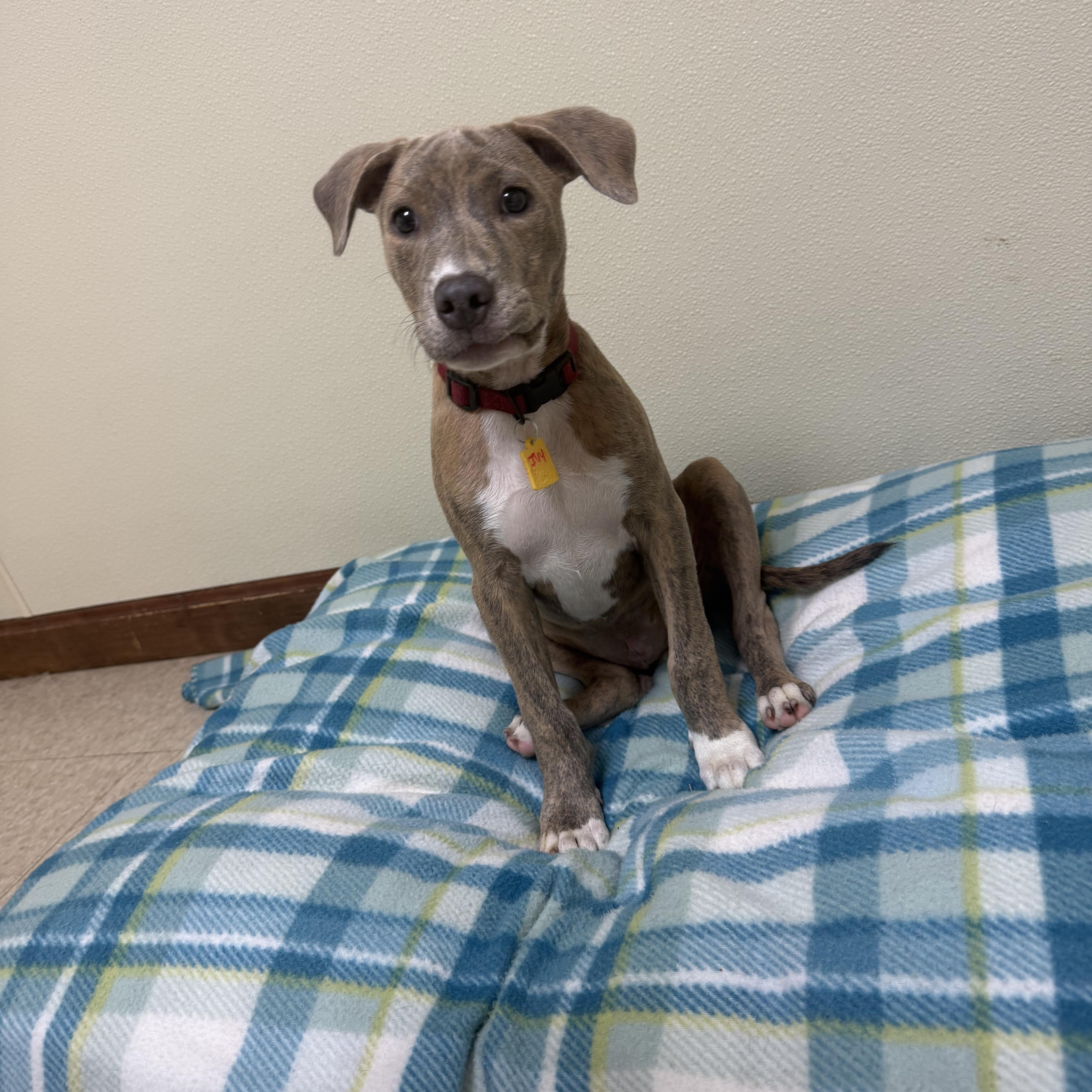 Ivy Hope, a ADOPTABLE mixed breed in Douglas, MA image 1/6