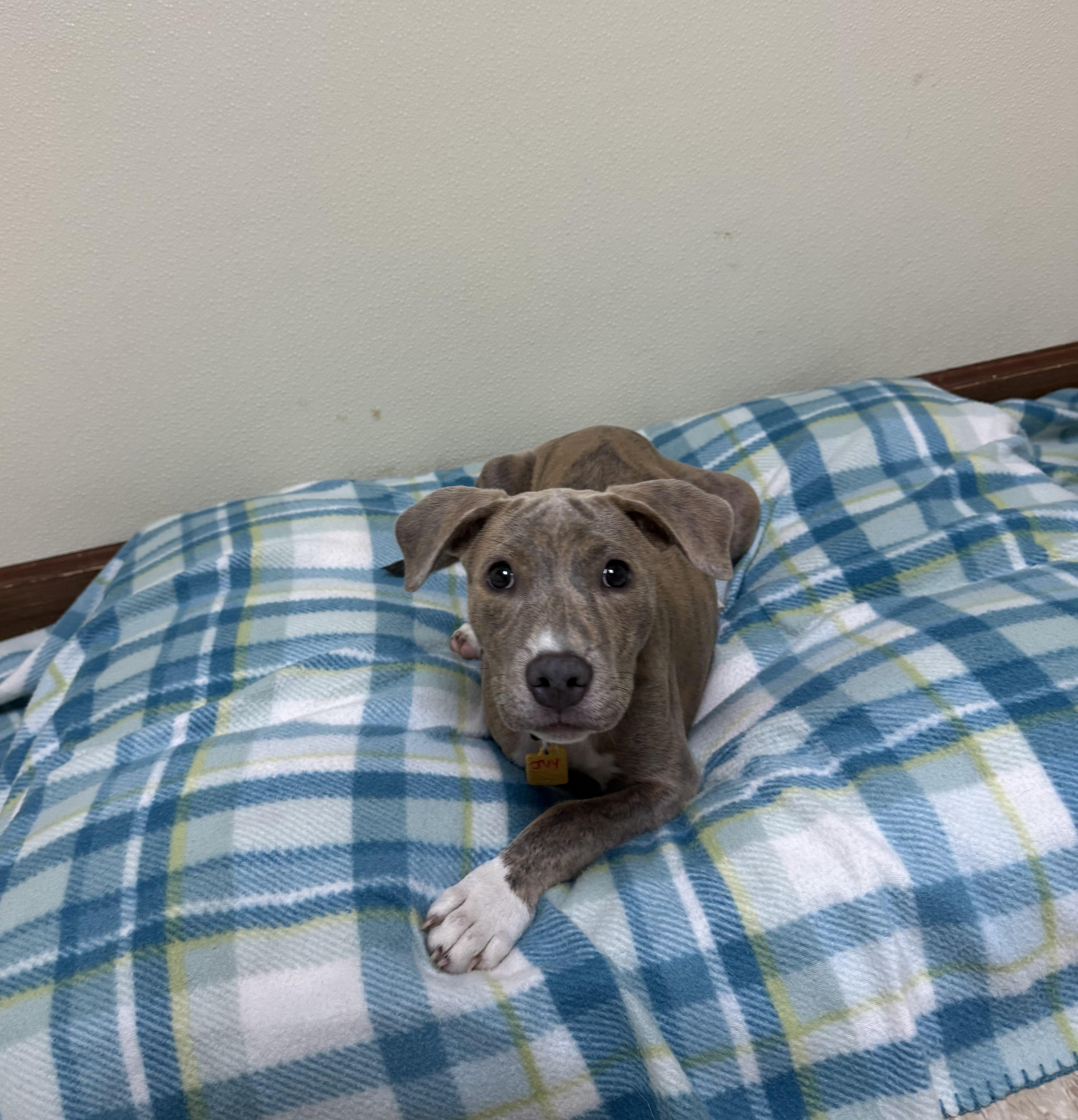 Ivy Hope, a ADOPTABLE mixed breed in Douglas, MA image 2/6