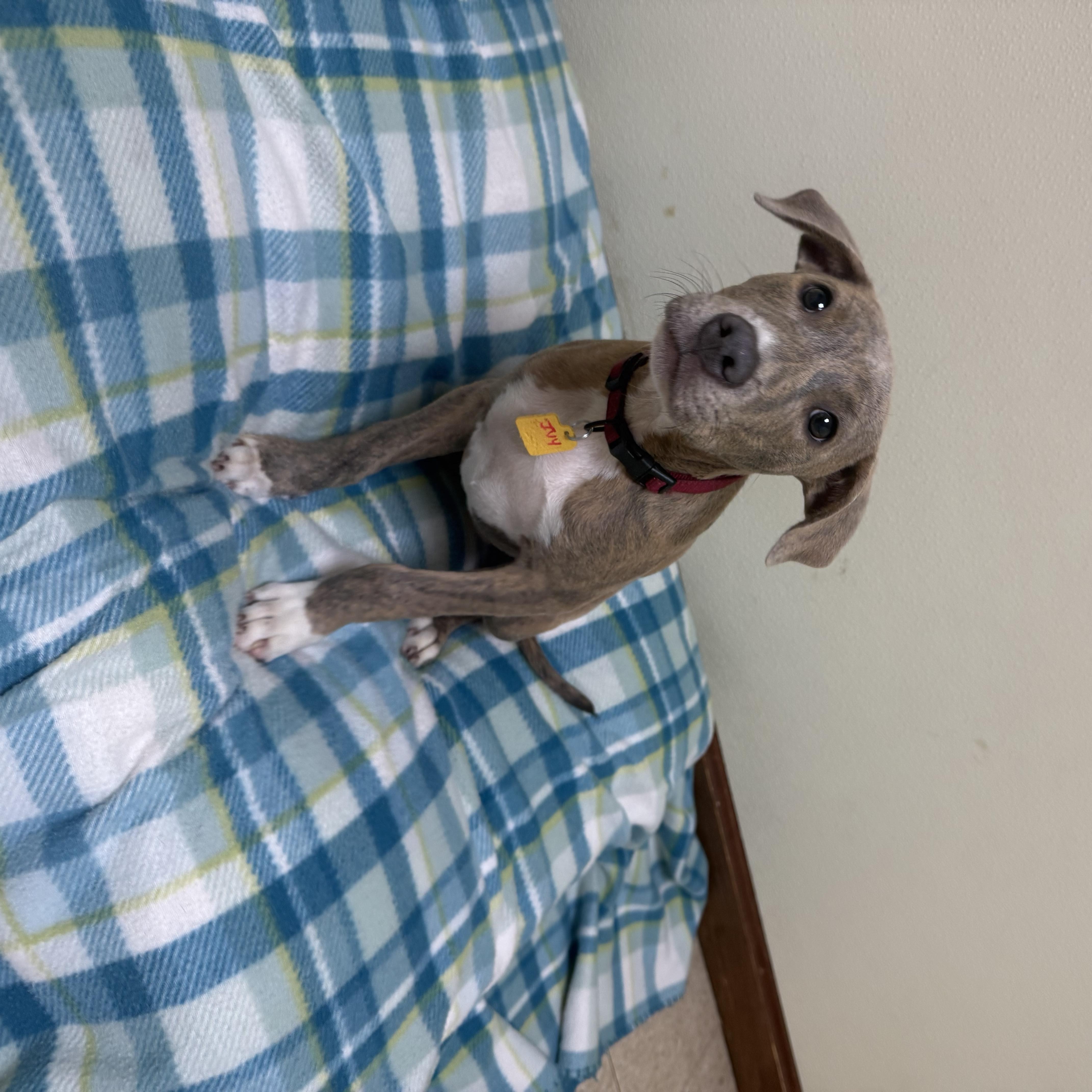 Ivy Hope, a ADOPTABLE mixed breed in Douglas, MA image 3/6