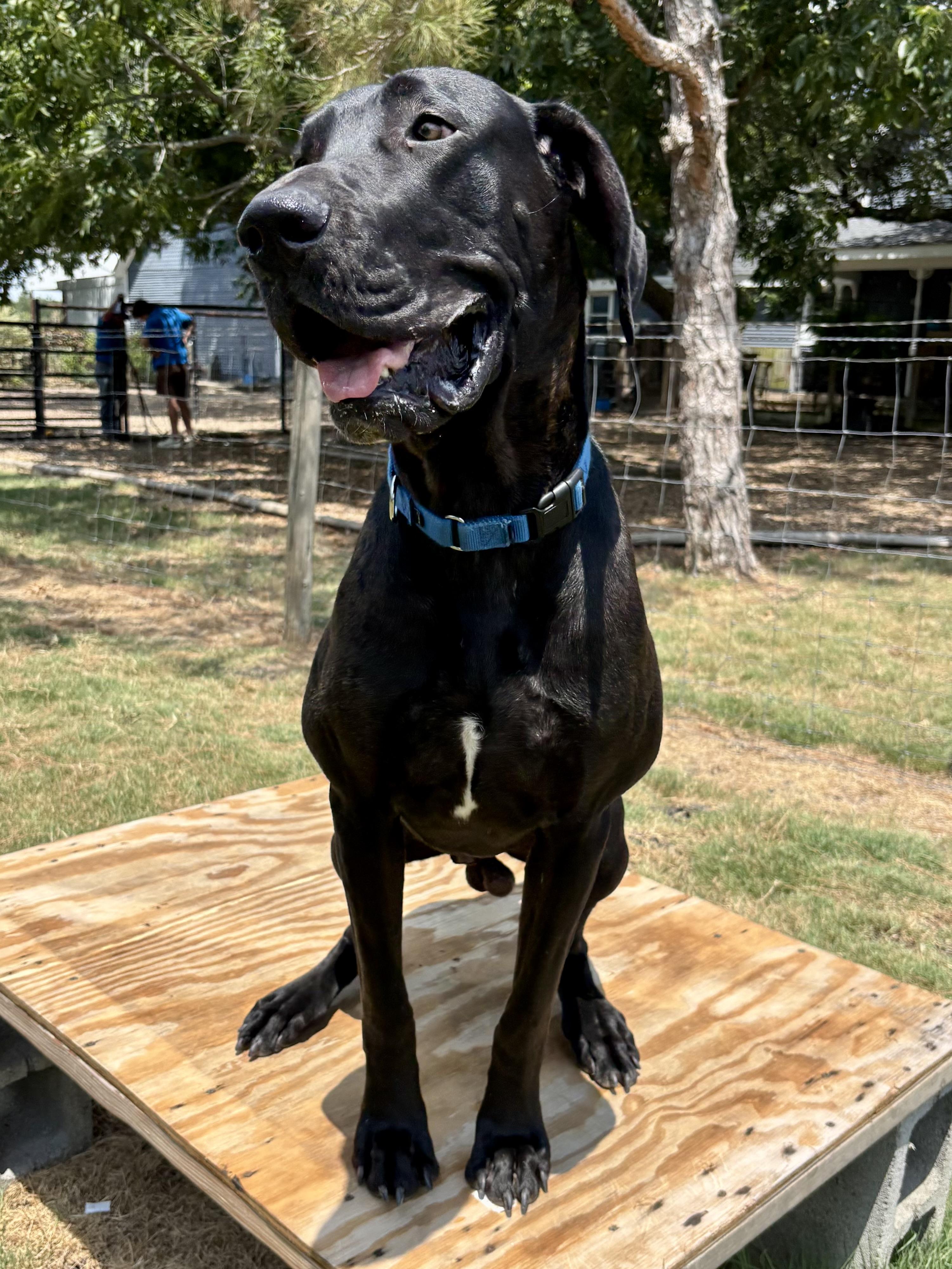 King Charles, a Adoptable Great Dane in Dallas , TX image 3/4