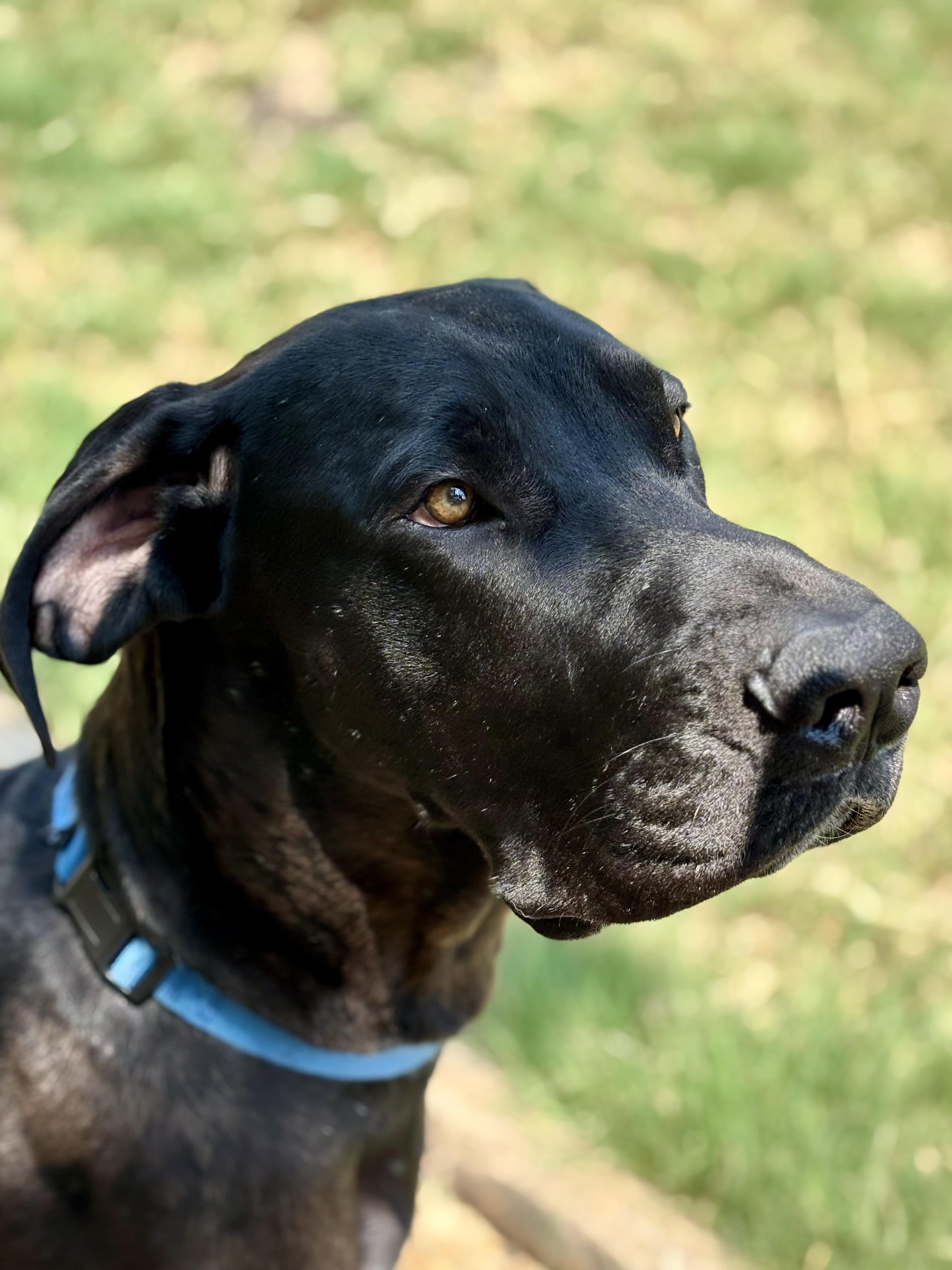 King Charles, a Adoptable Great Dane in Dallas , TX image 2/4