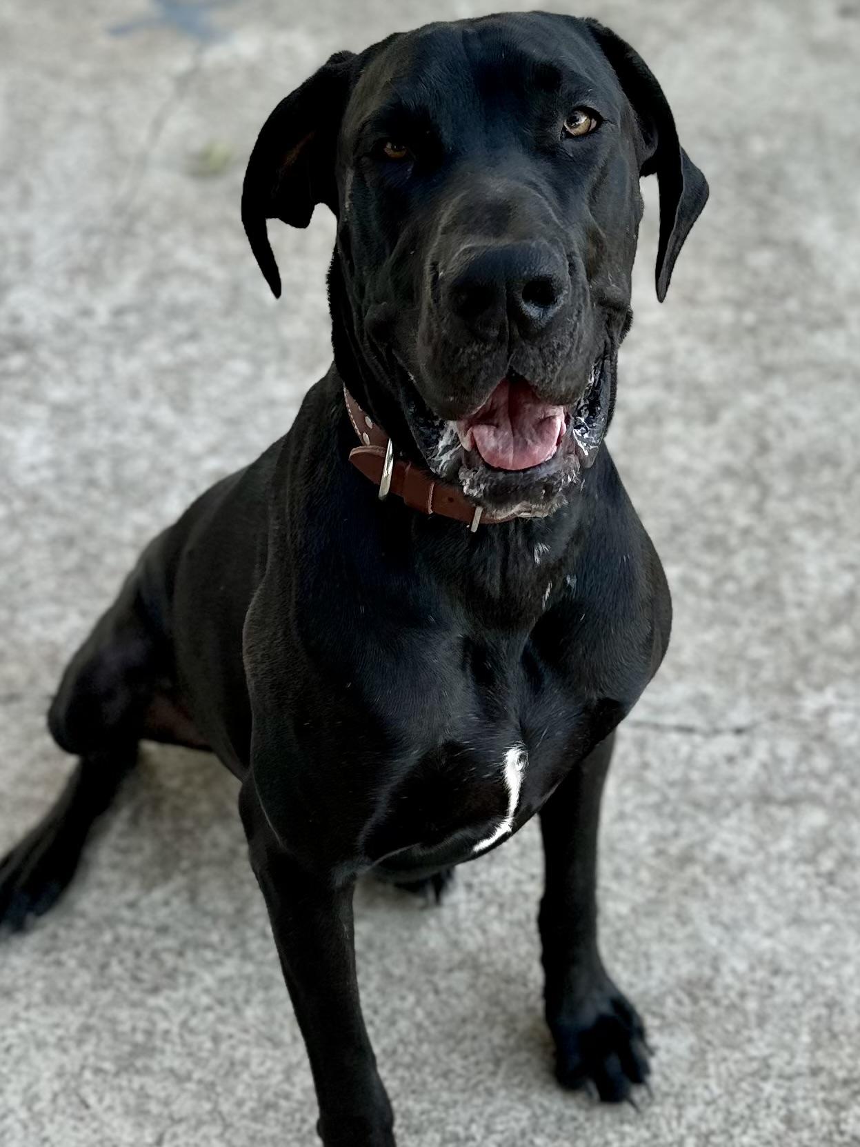 King Charles, a Adoptable Great Dane in Dallas , TX image 1/4