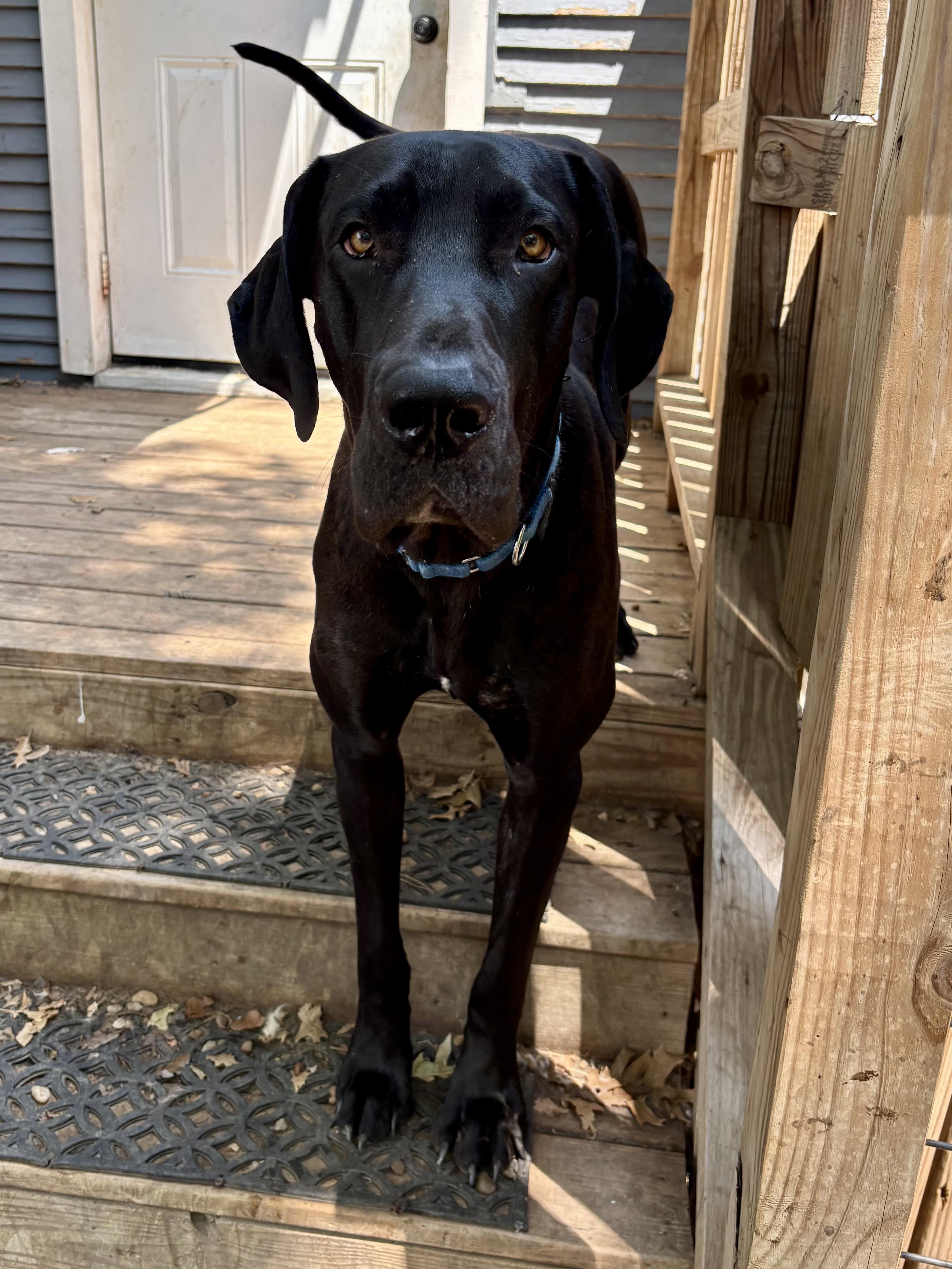 King Charles, a Adoptable Great Dane in Dallas , TX image 4/4