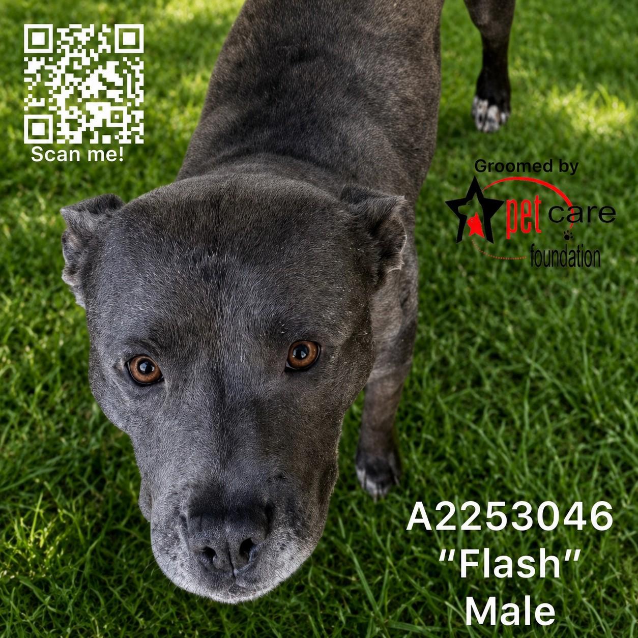 FLASH, Adoptable, Adult Male American Staffordshire Terrier.
