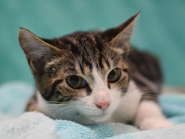 Enlarge Pumpkin Spice, a Adoptable mixed breed in Portland, OR image 1/1