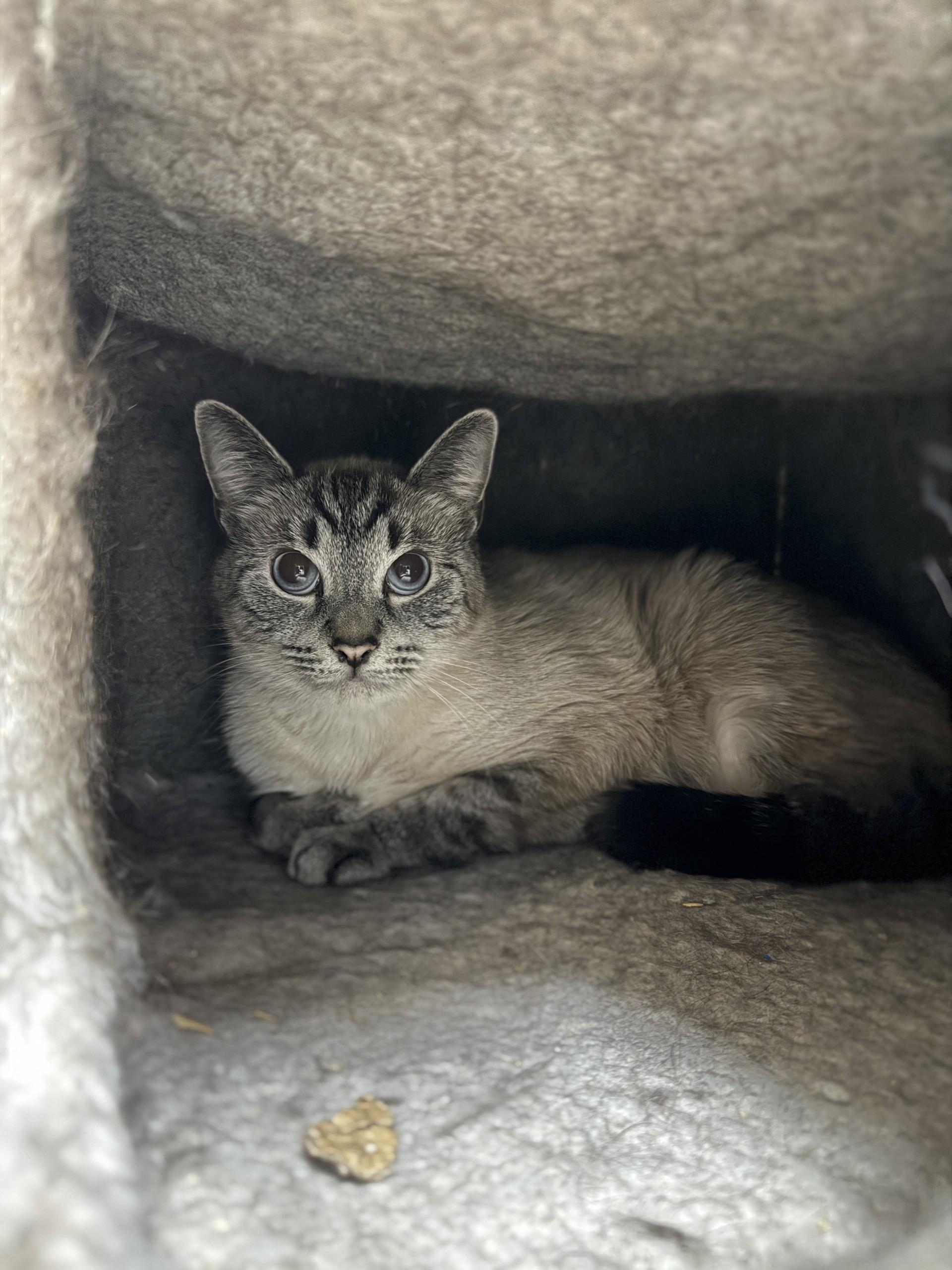 Bluebell, adopted, Adult Female Domestic Short Hair.