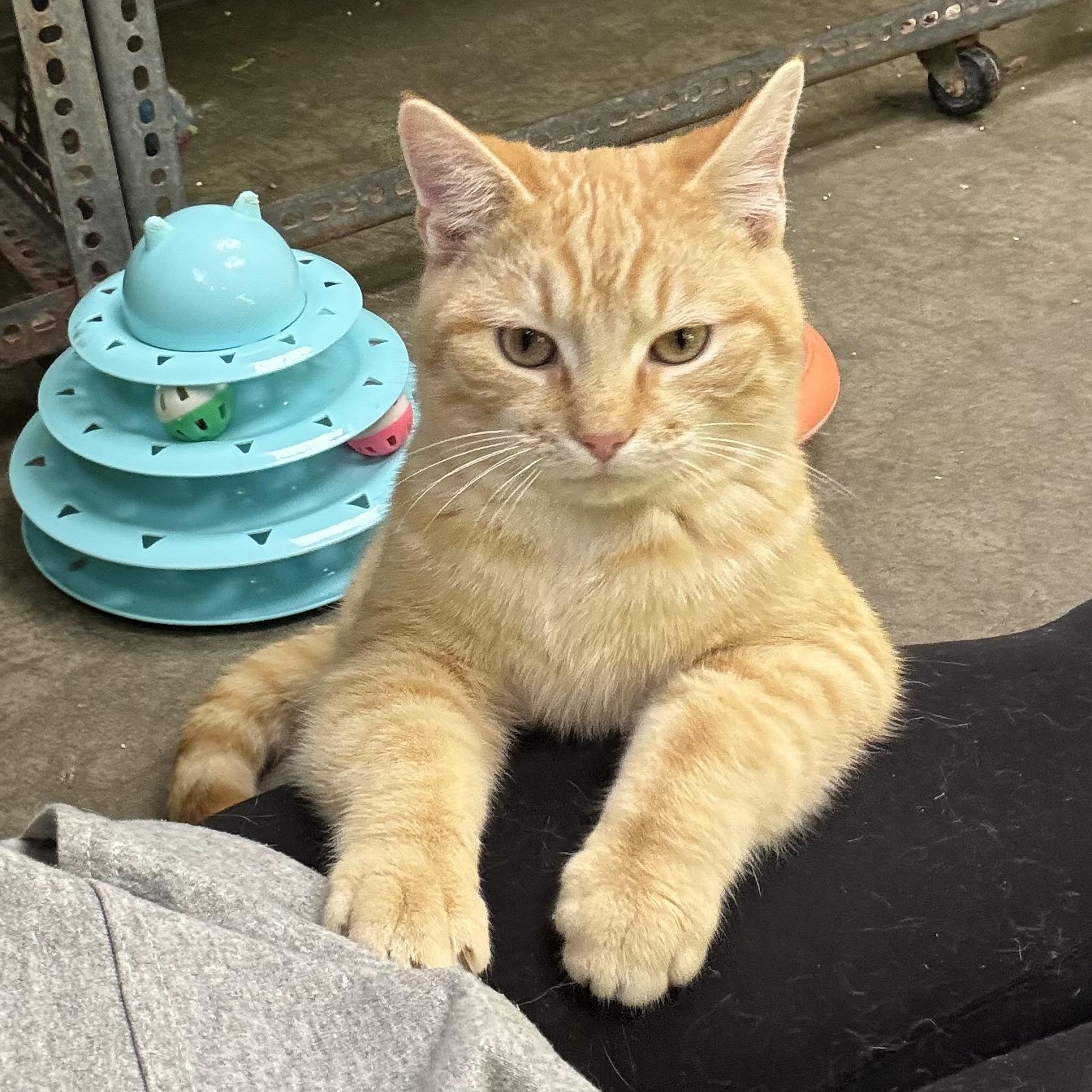 Marble, a ADOPTABLE Domestic Short Hair in Waynesburg, PA image 4/6