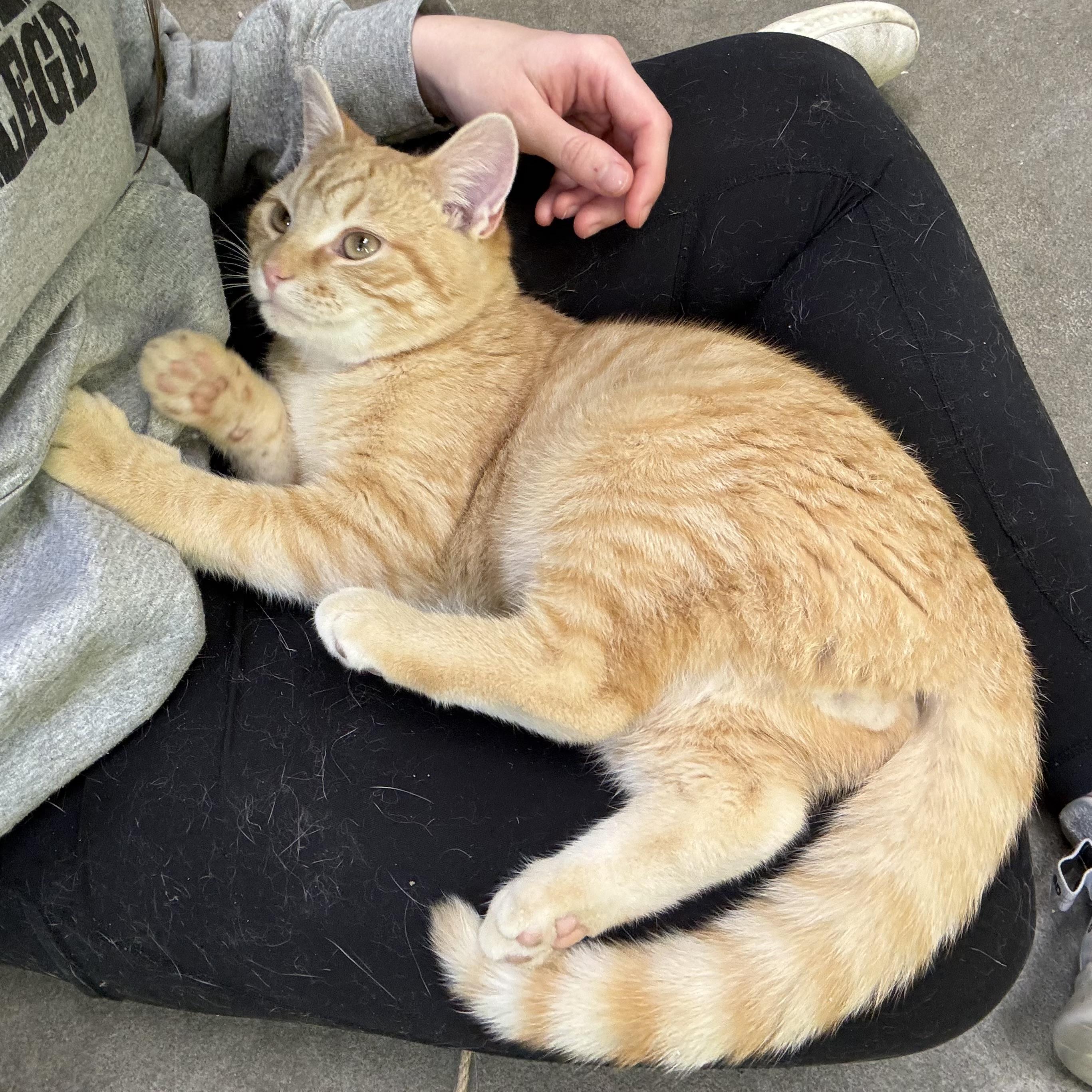 Marble, a ADOPTABLE Domestic Short Hair in Waynesburg, PA image 3/6