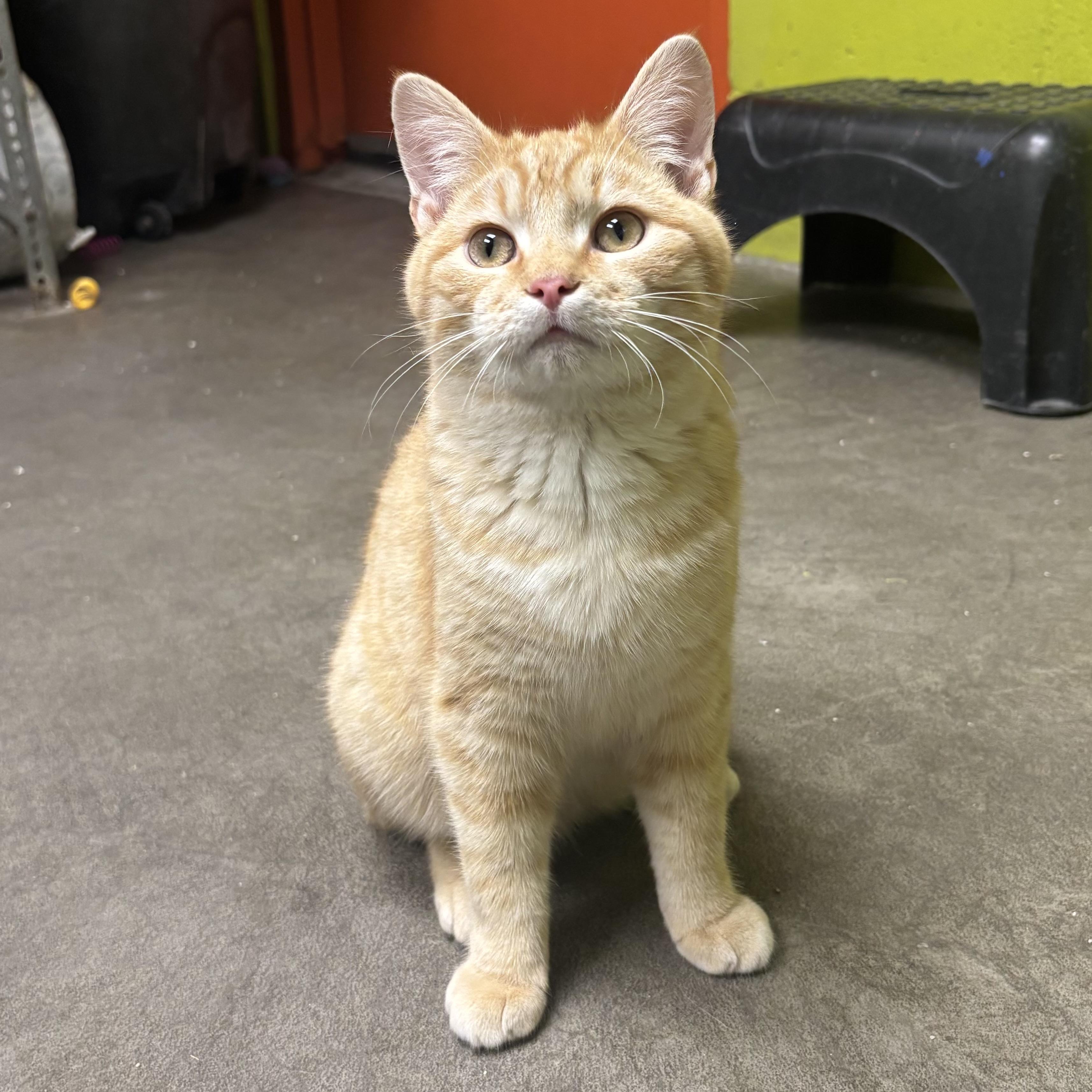 Marble, a ADOPTABLE Domestic Short Hair in Waynesburg, PA image 1/6