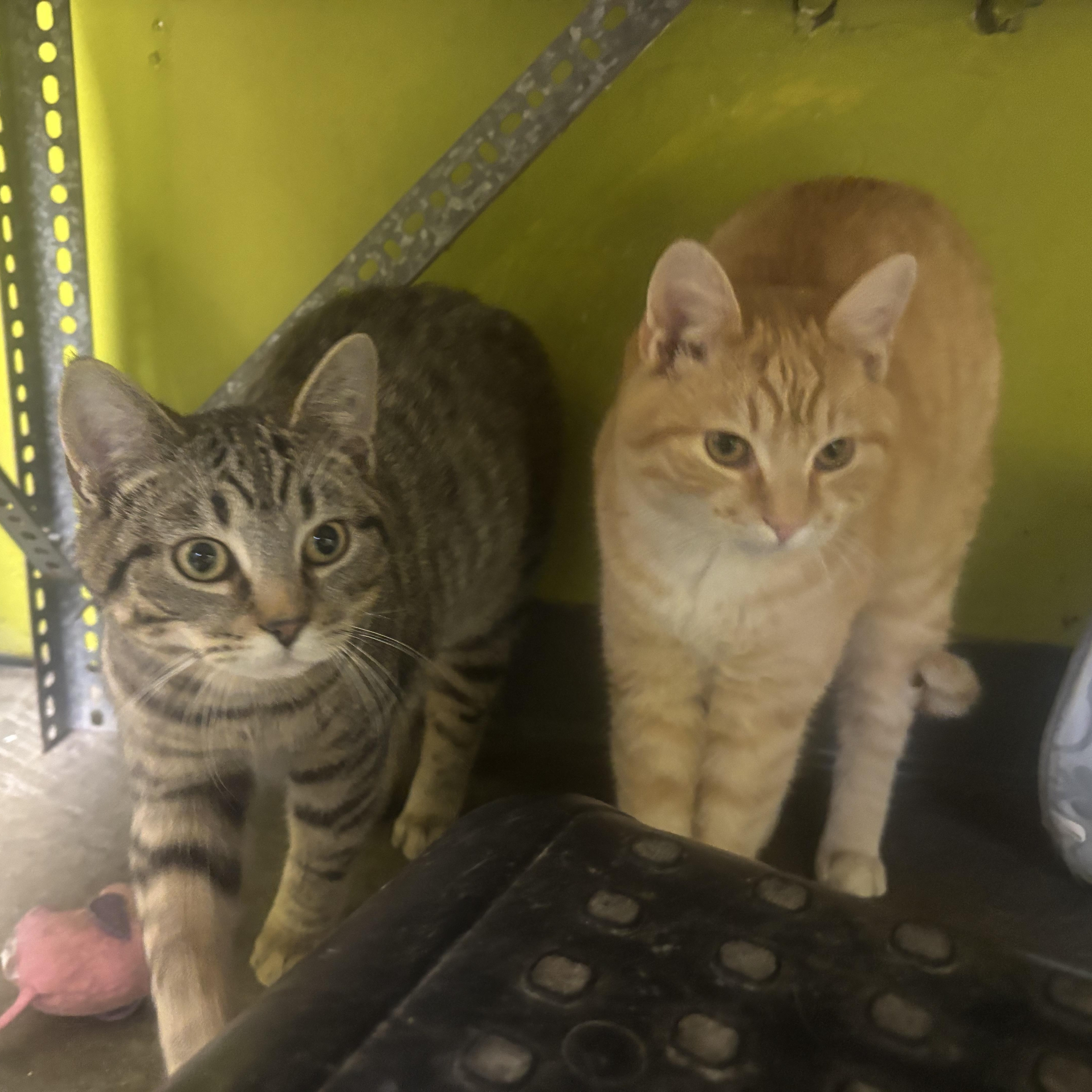 Marble, a ADOPTABLE Domestic Short Hair in Waynesburg, PA image 5/6