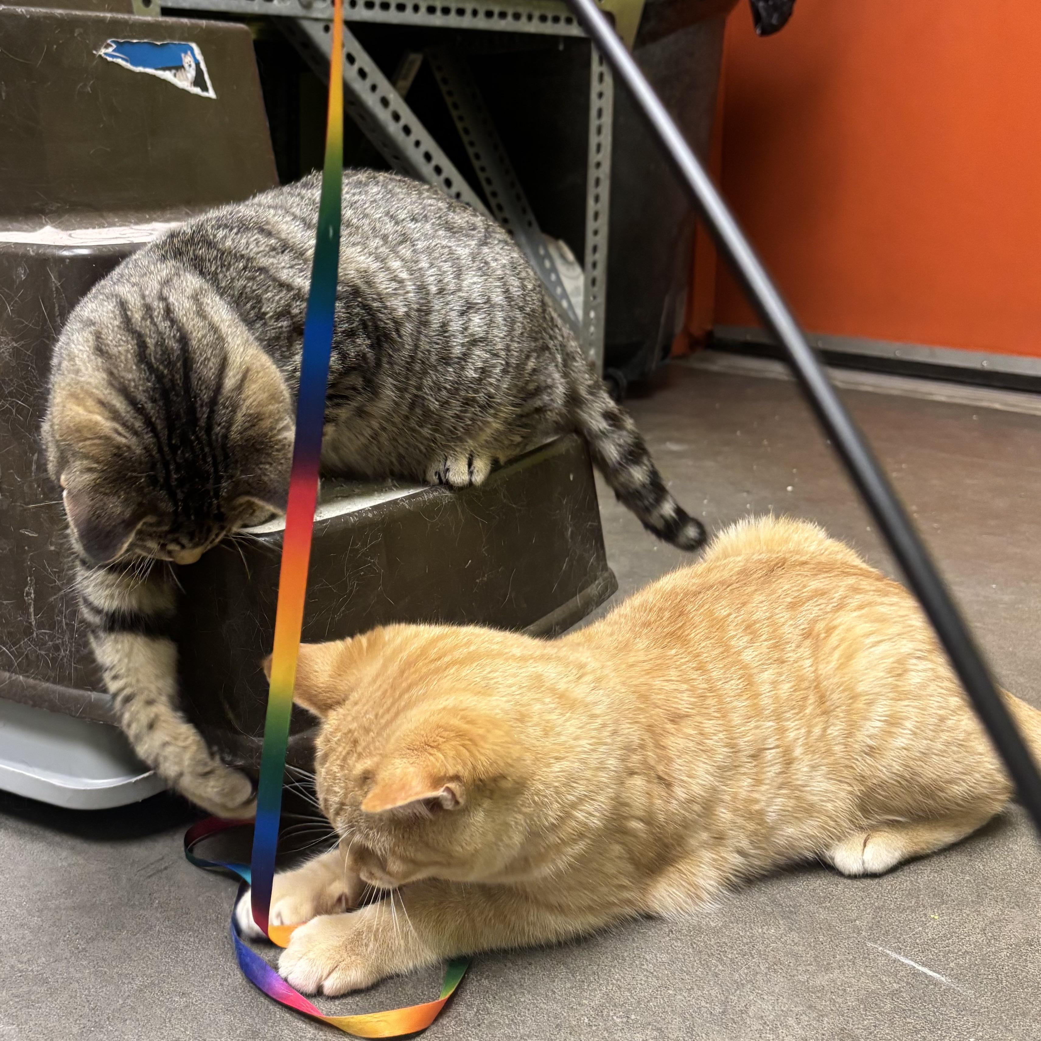 Marble, a ADOPTABLE Domestic Short Hair in Waynesburg, PA image 6/6