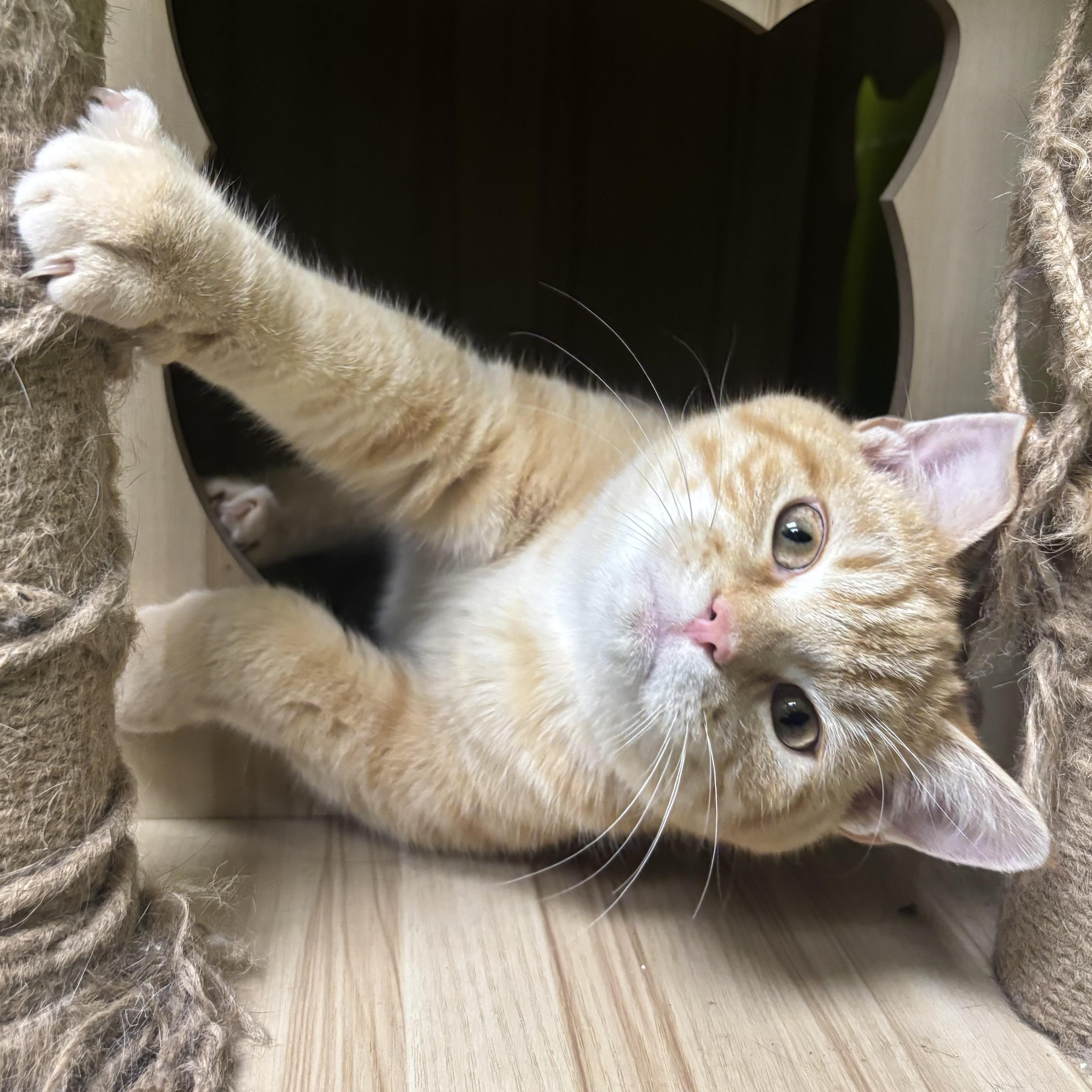 Marble, a ADOPTABLE Domestic Short Hair in Waynesburg, PA image 2/6