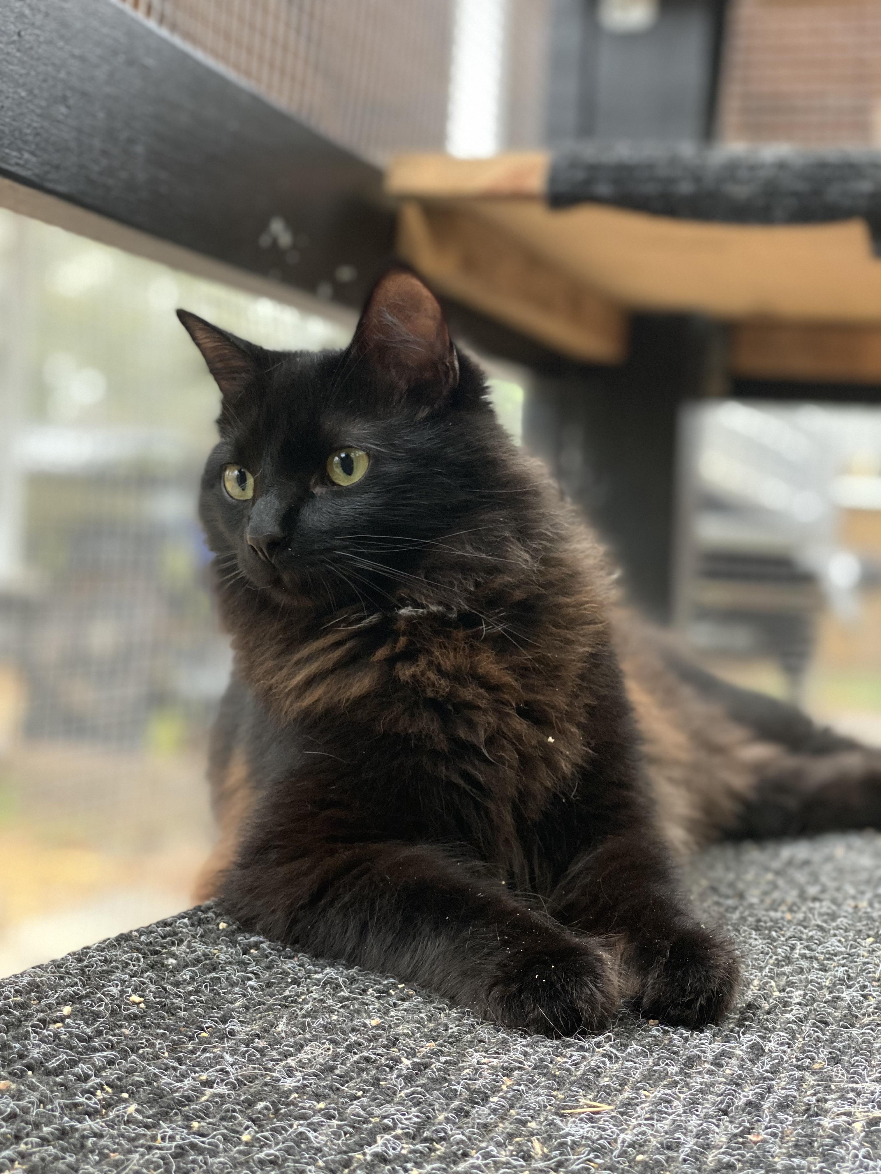 Silas, a ADOPTABLE mixed breed in Milton, FL image 2/6
