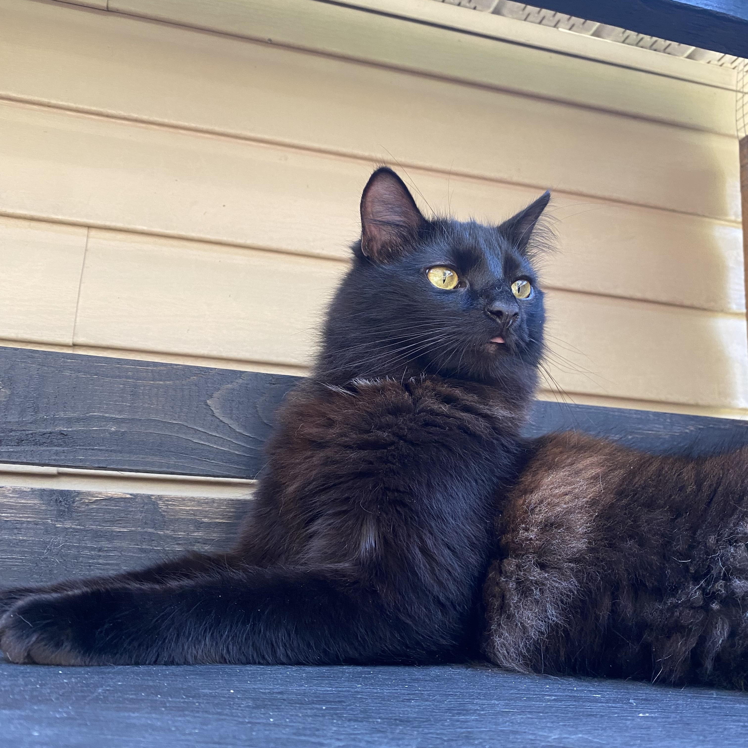 Silas, a ADOPTABLE mixed breed in Milton, FL image 5/6