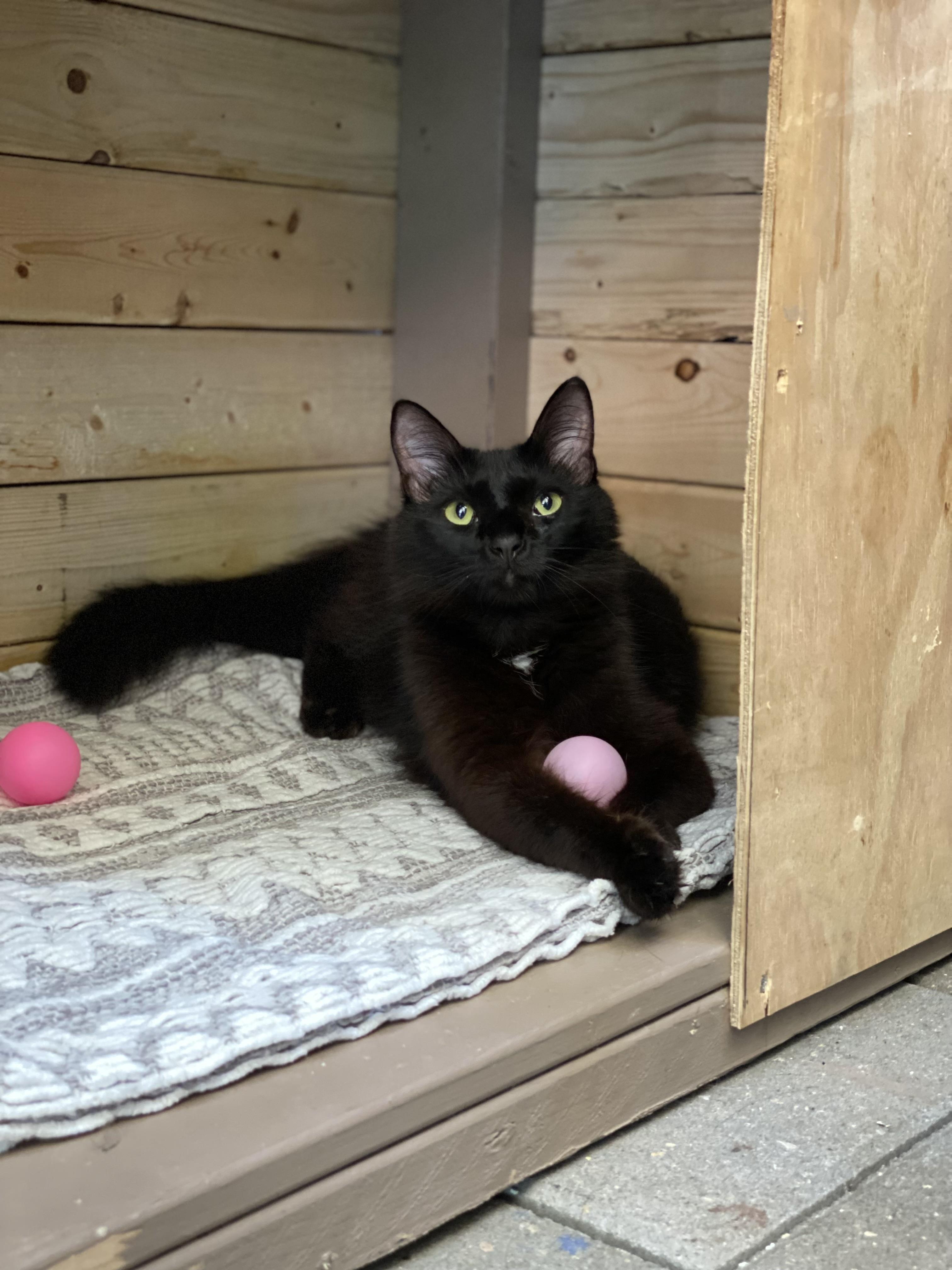 Silas, ADOPTABLE, Adult Male Domestic Long Hair & Domestic Medium Hair.