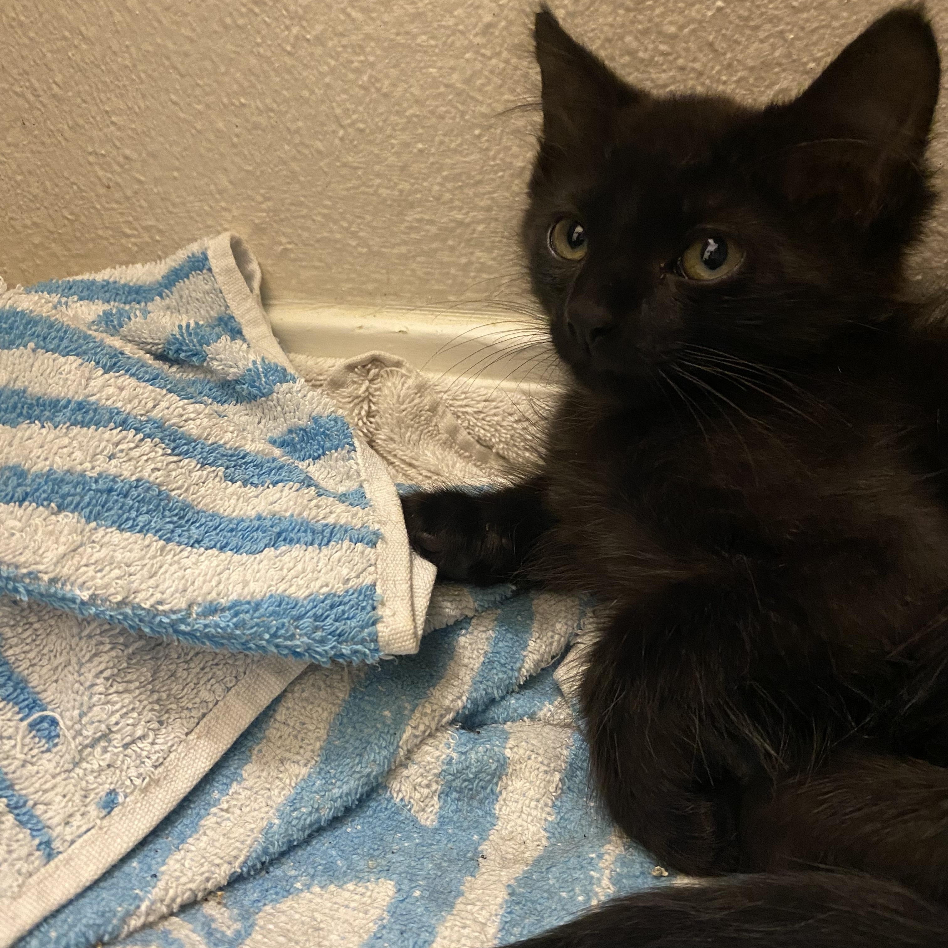 Silas, a ADOPTABLE mixed breed in Milton, FL image 6/6
