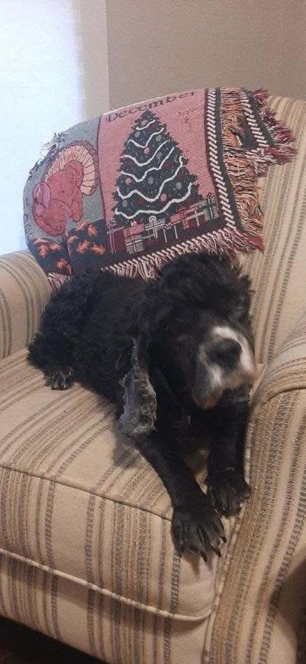Jacks, ADOPTABLE, Senior Male Cocker Spaniel.