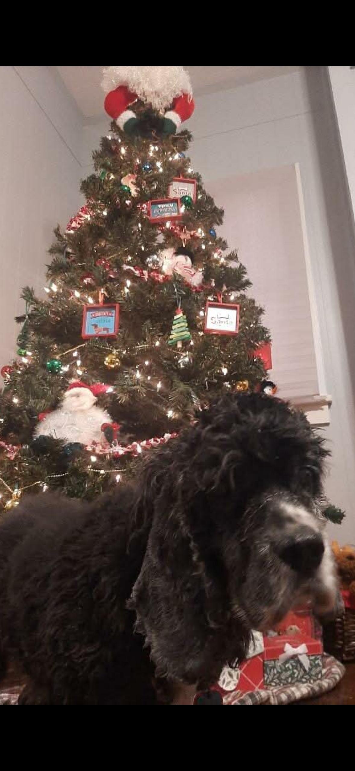 Enlarge Jacks, a ADOPTABLE Cocker Spaniel in Eatontown, NJ image 2/3