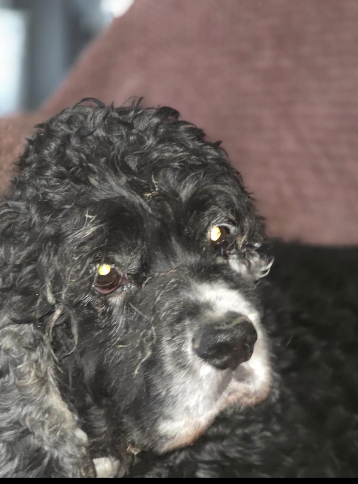 Enlarge Jacks, a ADOPTABLE Cocker Spaniel in Eatontown, NJ image 4/5
