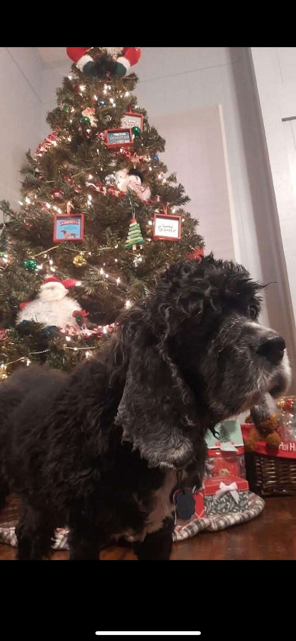 Enlarge Jacks, a ADOPTABLE Cocker Spaniel in Eatontown, NJ image 3/3