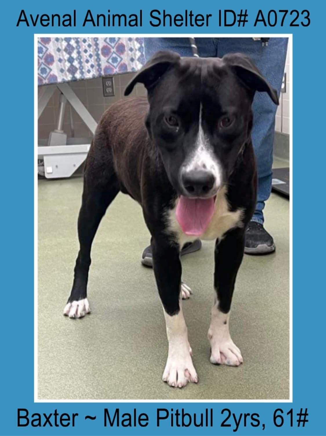 Enlarge Baxter, a Adoptable Pit Bull Terrier in Avenal, CA image 1/1