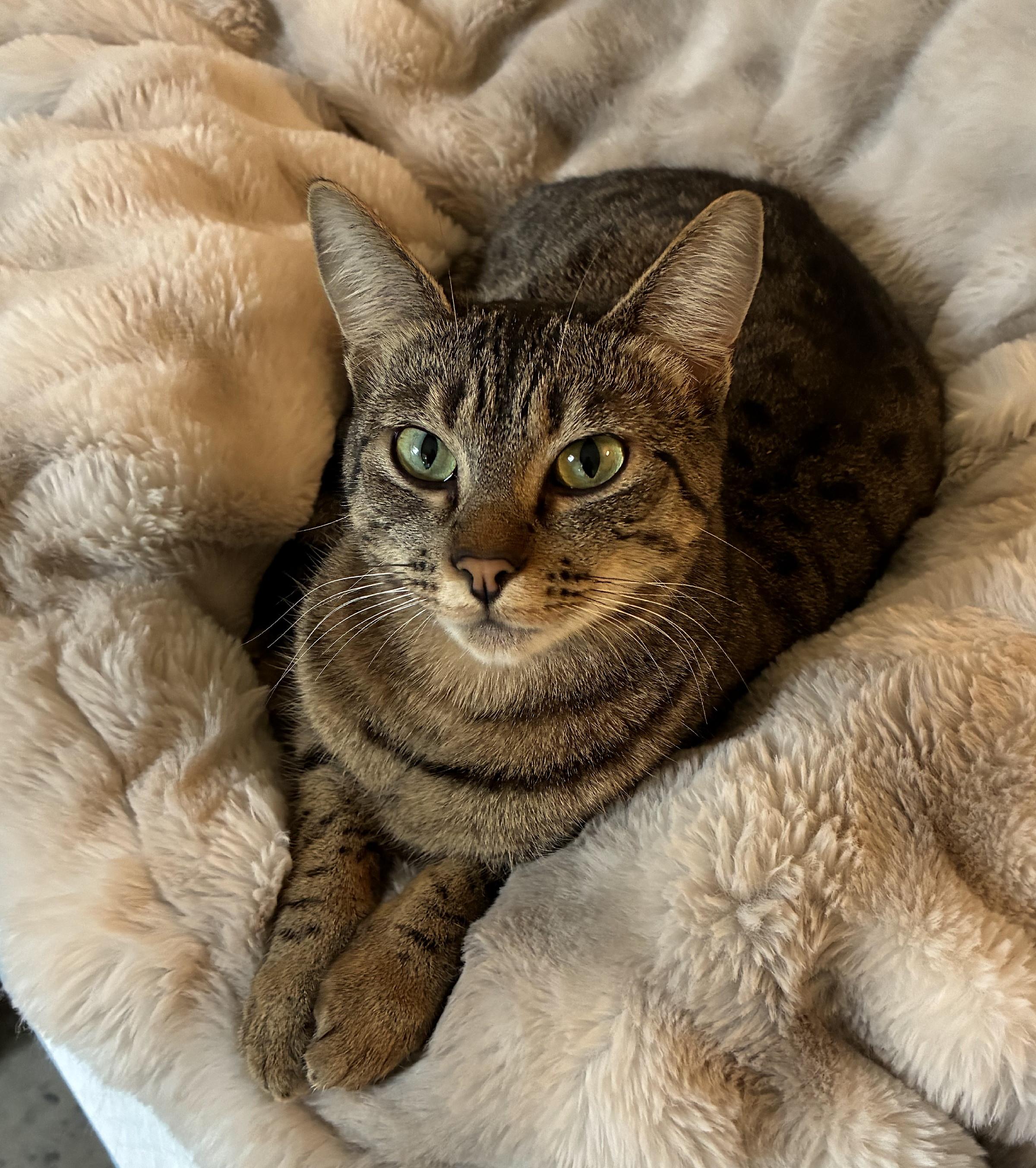 Beanie, adopted, Young Female Tabby.