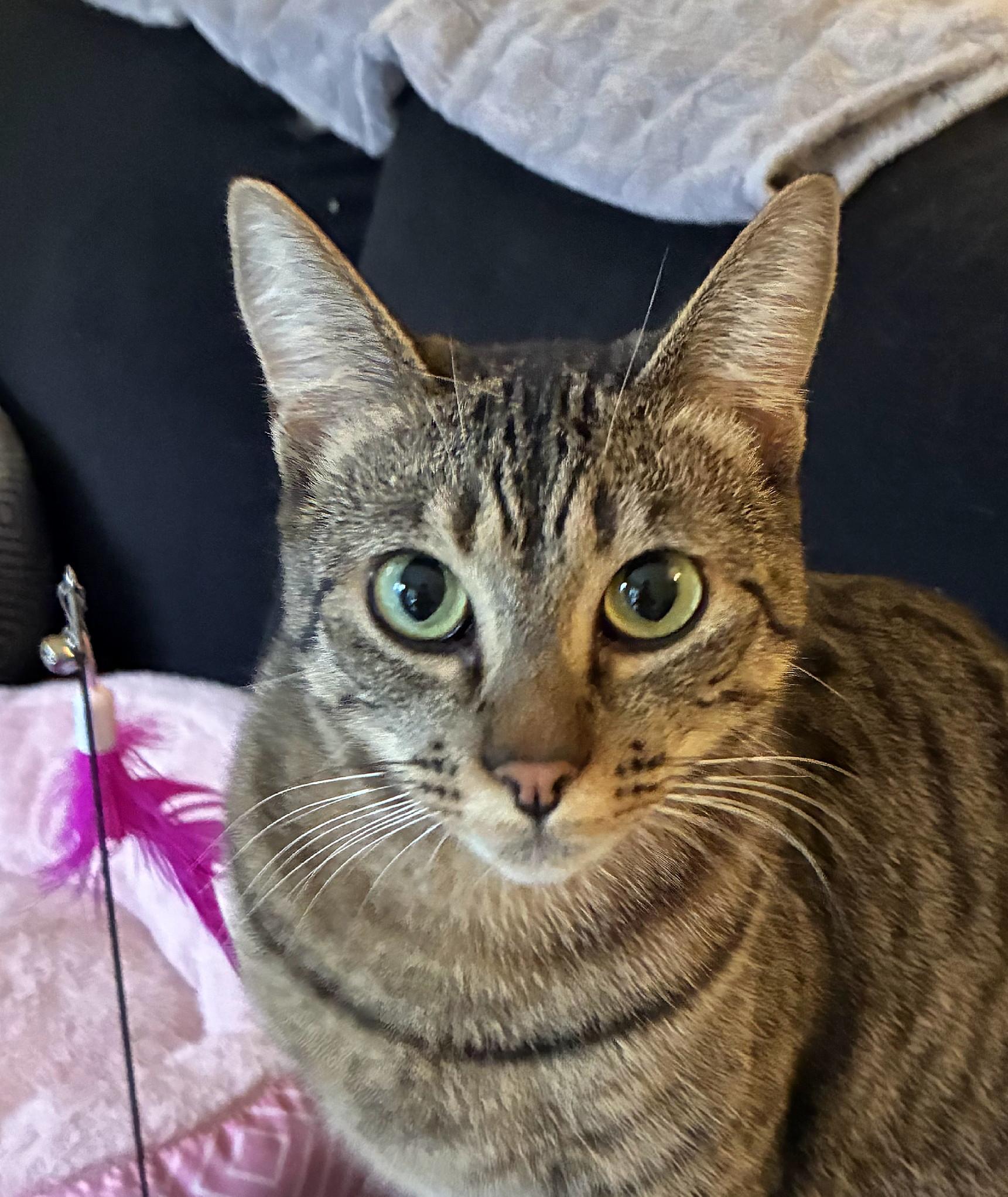 Enlarge Beanie, an adopted Tabby in Bellingham, WA image 2/6