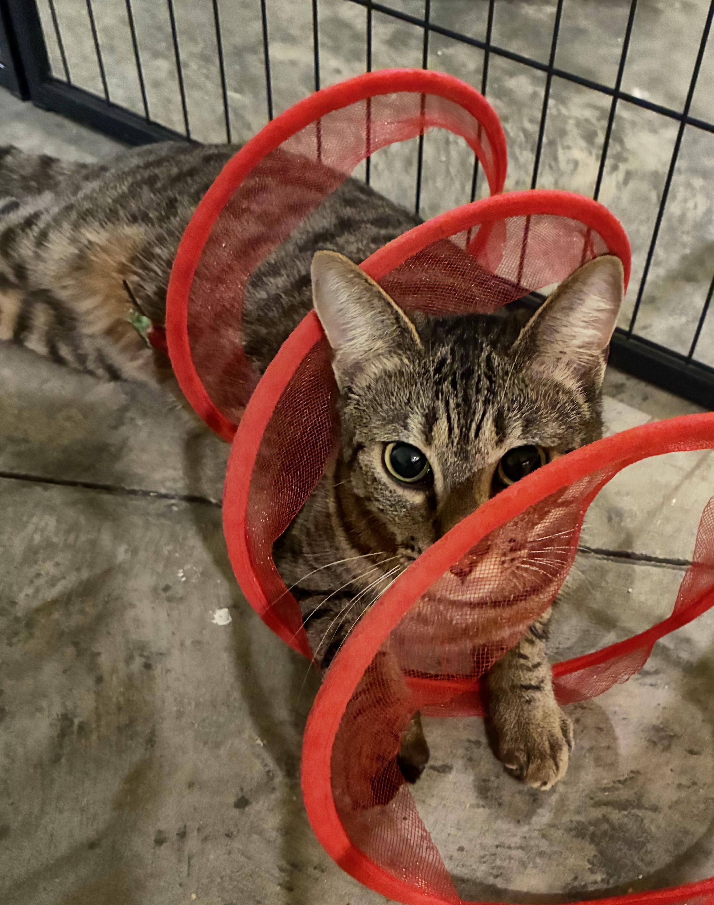 Enlarge Beanie, an adopted Tabby in Bellingham, WA image 4/6
