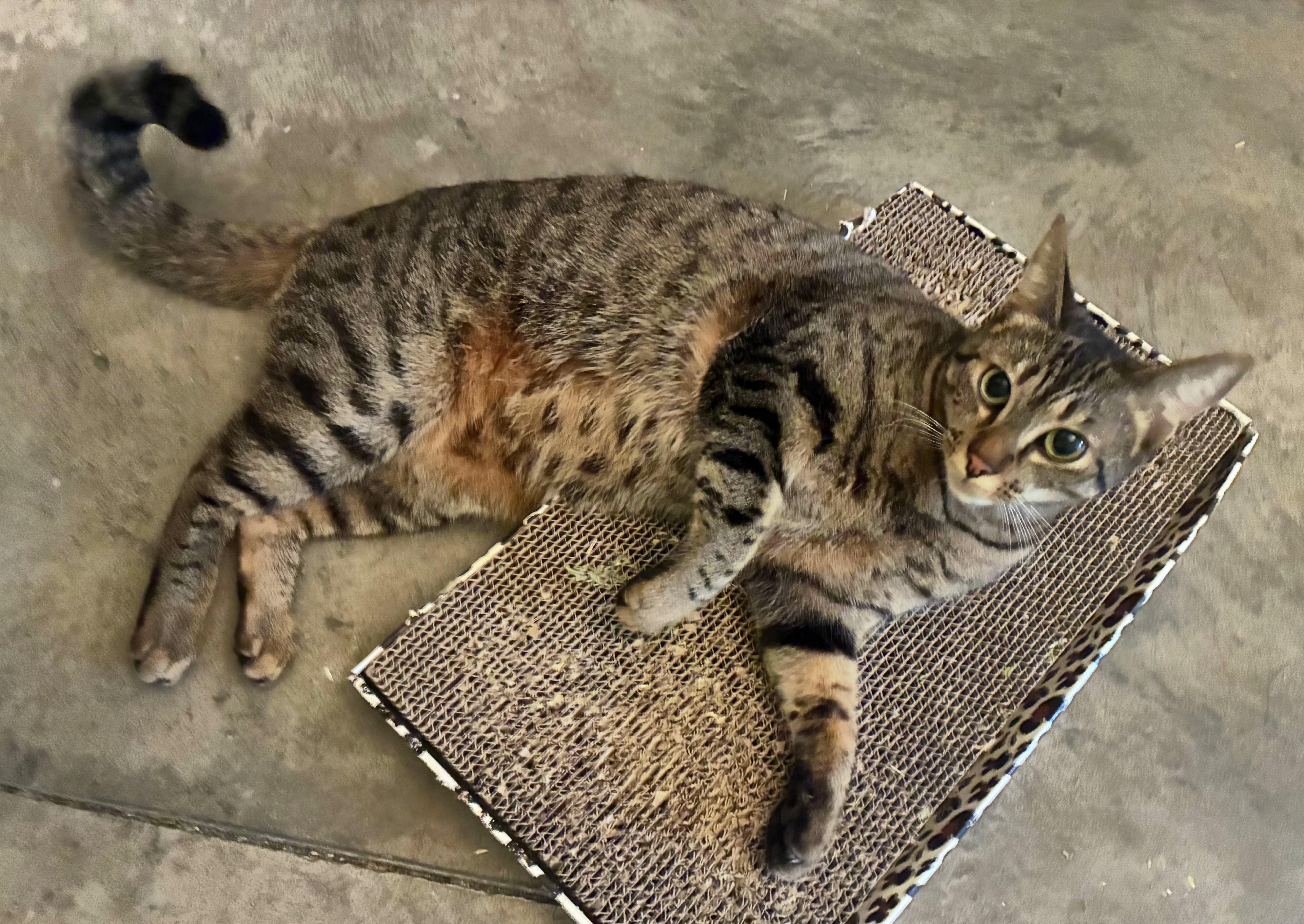 Enlarge Beanie, an adopted Tabby in Bellingham, WA image 6/6