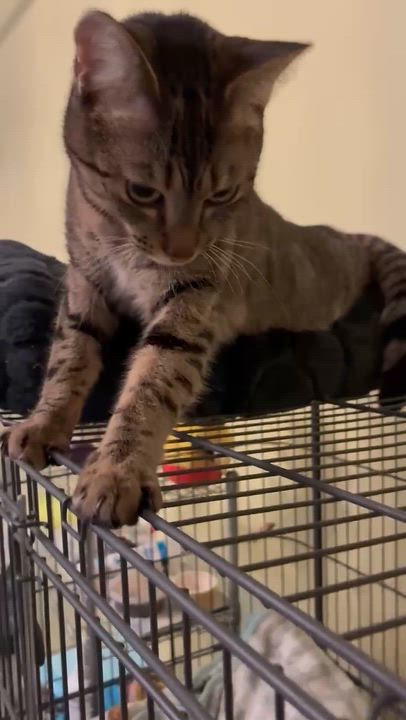 Enlarge Beanie, an adopted Tabby in Bellingham, WA video 3/6