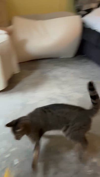 Enlarge Beanie, an adopted Tabby in Bellingham, WA video 5/6