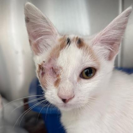 Jelly (26-9375), Adoptable, Kitten Female Domestic Short Hair.