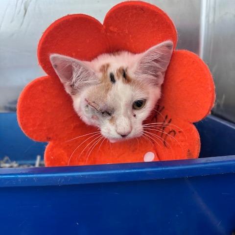 Enlarge Jelly (26-9375), a Adoptable Domestic Short Hair in Fort Smith, AR image 2/2