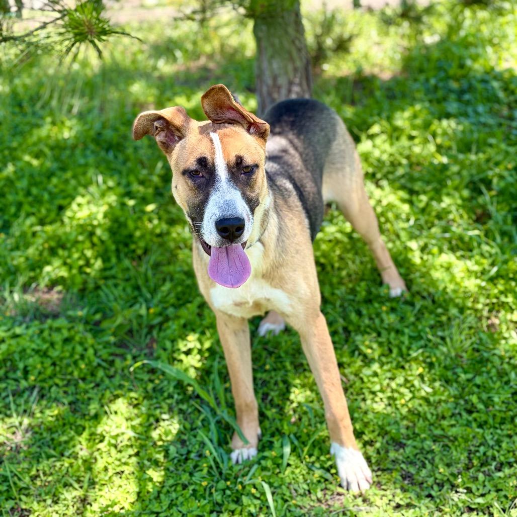 Carla 26-04-082, a Adoptable Mixed Breed in Bastrop, TX image 1/6