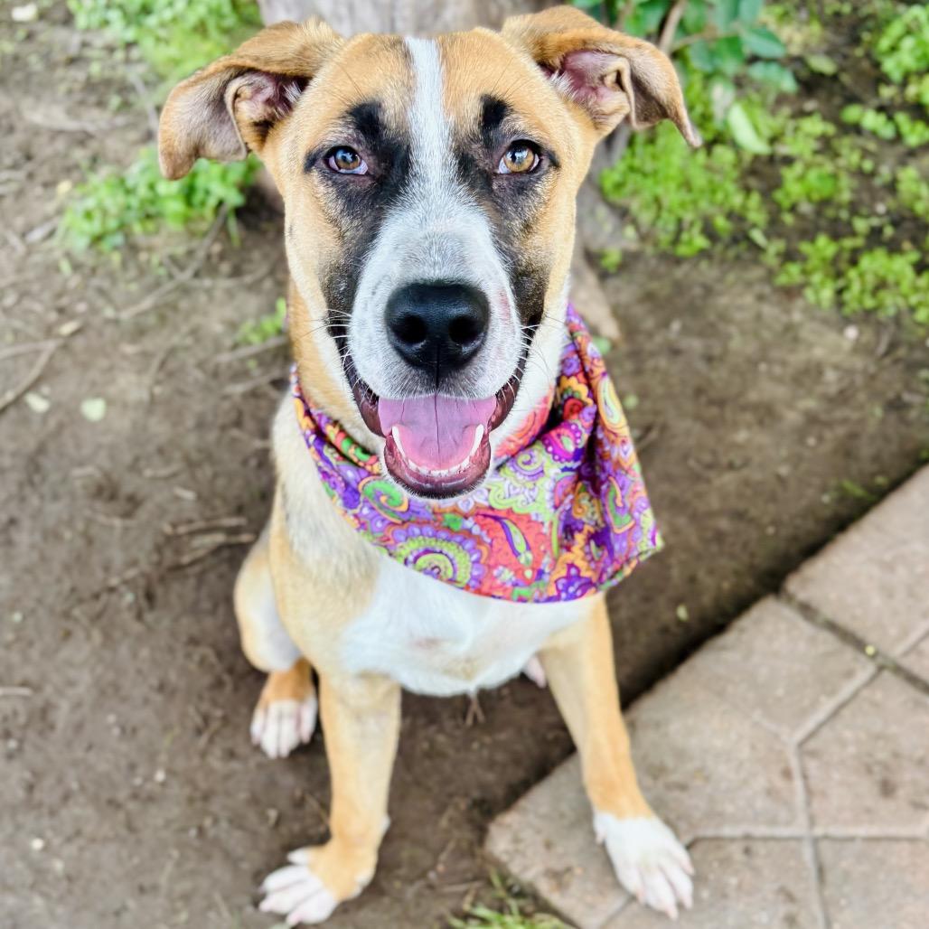 Carla 26-04-082, a Adoptable Mixed Breed in Bastrop, TX image 2/6