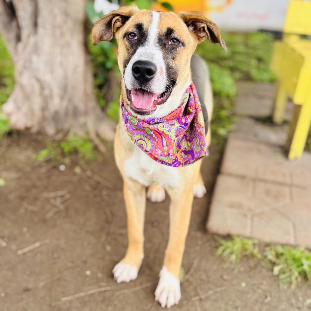 Carla 26-04-082, a Adoptable Mixed Breed in Bastrop, TX image 3/6