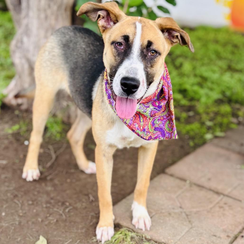 Carla 26-04-082, a Adoptable Mixed Breed in Bastrop, TX image 4/6